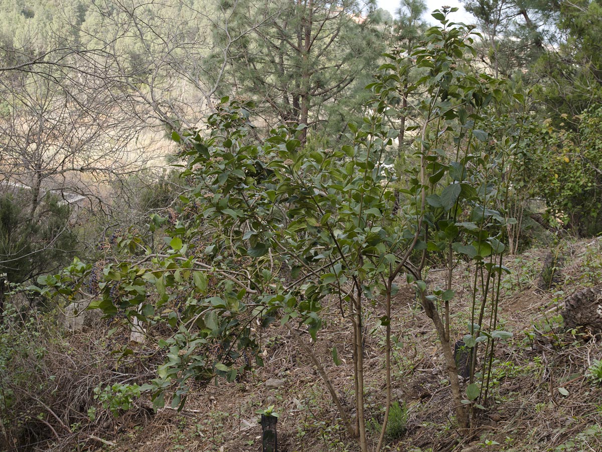 Habitus